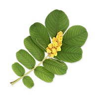 Cassia Alata Extract