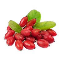 Rosehip Extract